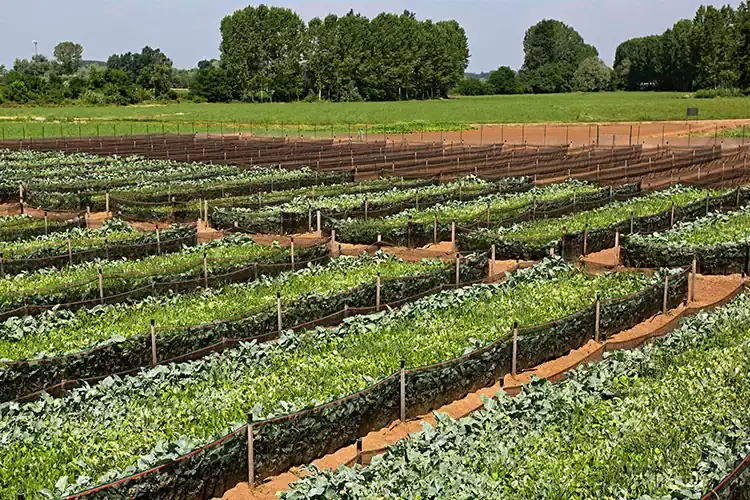 Un grande allevamento Metodo Cherasco La Chiocciola Metodo Cherasco sviluppa l&rsquo;economia elicoidale